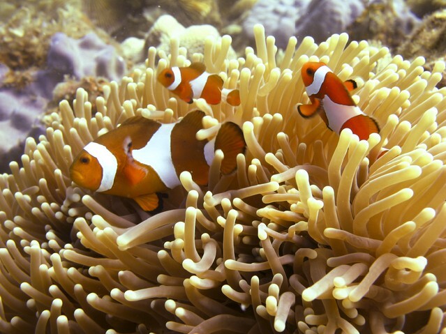 Anemone or Clown fish